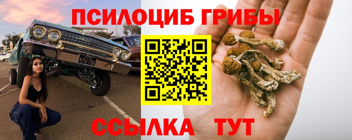 Псилоцибиновые грибы Psilocybine cubensis Кимры